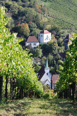 Wine yards in Stuttgart region in Germany in October	