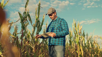 Farmer, businessman in corn field, works uses tablet computer. Male farmer with digital tablet...
