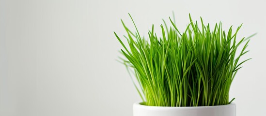 Green grass in a flower pot, white background.