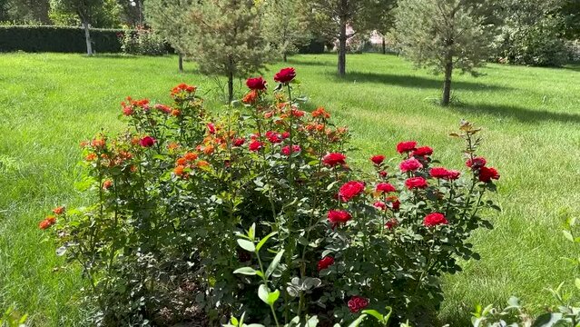 Roses bush on garden landscape