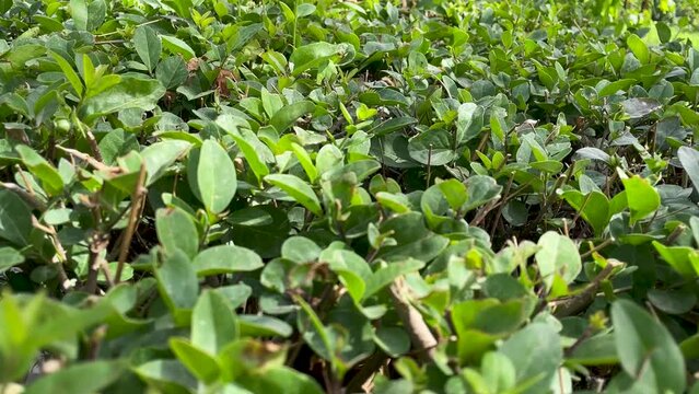 Close-up of the top of trimmed bushes.