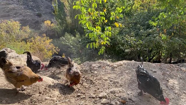 Domestic chickens near the chicken coop peck the scattered grain from the ground. Breeding poultry on the farm
