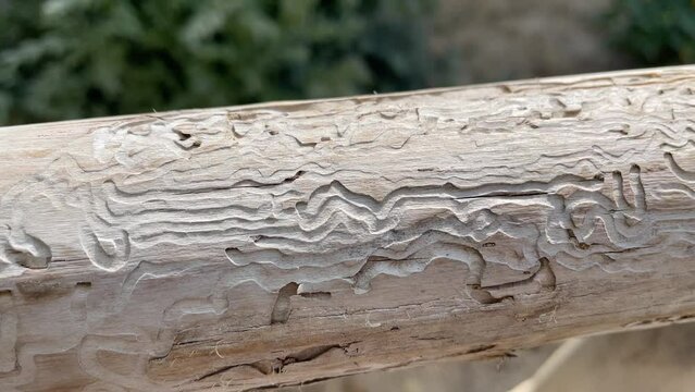 Wood worm corridors under infection bark of pine tree close-up. Imprint of bark beetle. Forest pests, diseased tree. Macro texture. Tunnels infection bark close-up. Selective focus on trails in trunk
