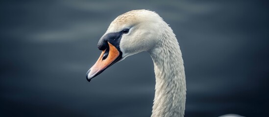 Obraz premium Stunning Headshot of Majestic Swan: Headshot Captures the Graceful Swan in Exquisite Detail