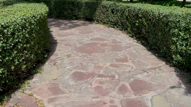 Walking path in park made in shape of maze and surrounded by neatly trimmed bushes. Traditional landscaping