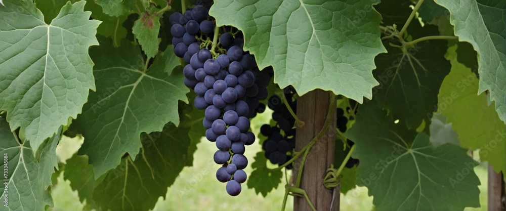 Poster transparent background grapevines - artificial intelligence generated