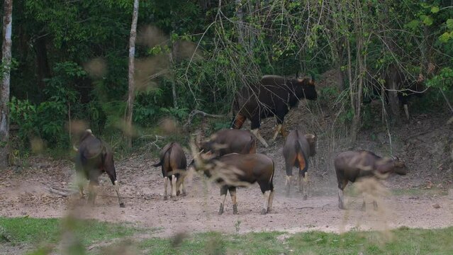 Herd of bison running through forest clearing. Wildlife and nature.