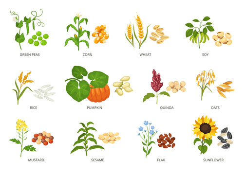 Seeds and plants. Agricultural crops and their produce, growth planted and harvested seeds or grains vector illustration set