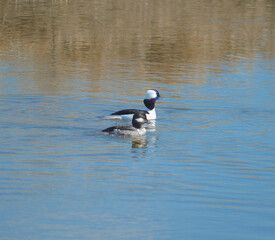 Buffleheads