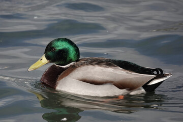 A Mallard drake (Anas platyrhynchos) on a British lake