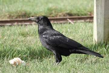 A Carrion Crow (Corvus corone) with a discarded ice cream