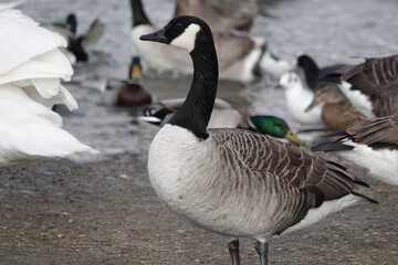 A Canada Goose (Branta canadensis) surrounded by other wildfowl around a British lake