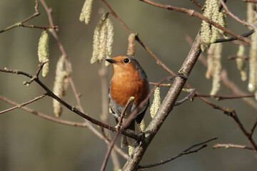 A European Robin (Erithacus rubecula) singing amongst hazel catkins.