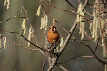 A European Robin (Erithacus rubecula) singing amongst hazel catkins.