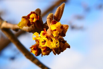 Bl&uuml;te der Zaubernuss