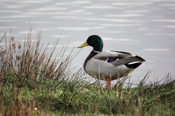 A Mallard drake (Anas platyrhynchos) on a British lake