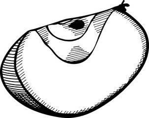 Half of apple, hand-drawn illustration vector. Isolated fruit sketch on white background. Engraved organic food hand drawn sketch engraving illustration. Black white apple isolated on white background