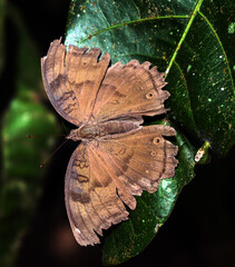moth on leaf