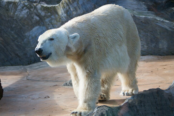 Polar bear close-up