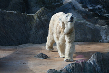Polar bear close-up