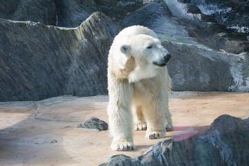 Polar bear close-up