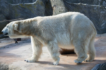 Polar bear close-up