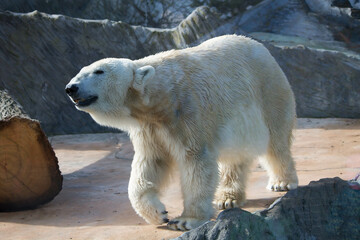 Polar bear close-up