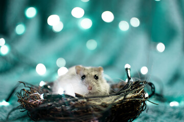 Little hamster on a basket, blurred background