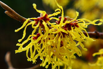 Zaubernuss Blüte, Hamamelis, winterblühend