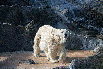 Polar bear close-up