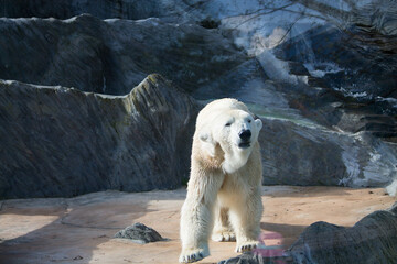 Polar bear close-up