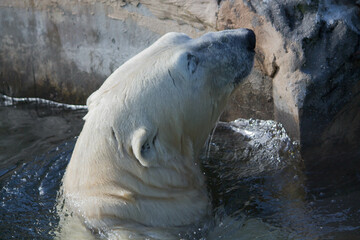 Polar bear close-up