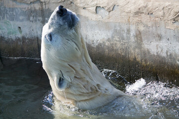 Polar bear close-up