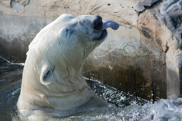 Polar bear close-up