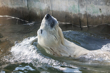 Polar bear close-up