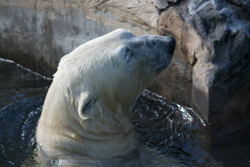 Polar bear close-up