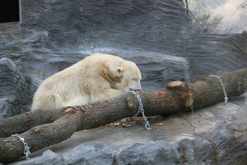 Polar bear close-up