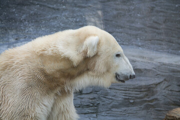 Polar bear close-up