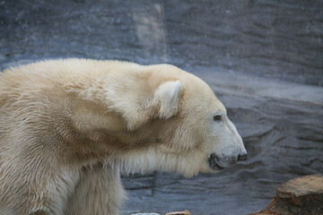 Polar bear close-up