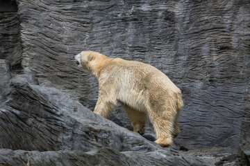 Polar bear close-up