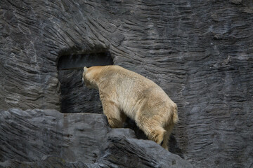 Polar bear close-up