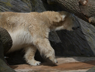 Polar bear close-up