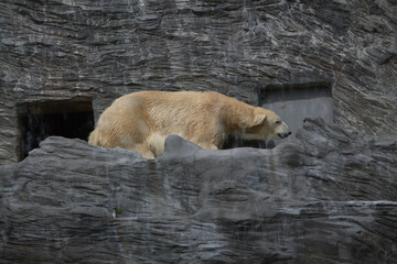 Polar bear close-up