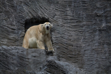 Polar bear close-up