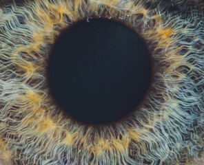 Macro of the eye of a man. Shallow depth of field.
