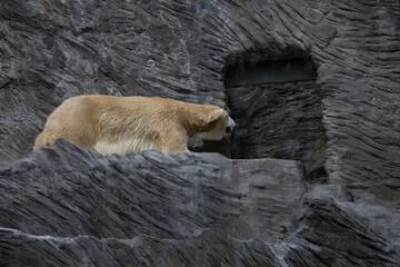 Polar bear close-up