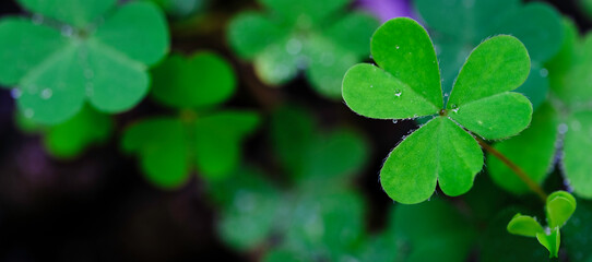 Clover Leaves for Green background with three-leaved shamrocks. st patrick's day background,...