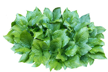 Top view of the outdoor green plant isolated on transparent background. PNG image of Hosta plant.