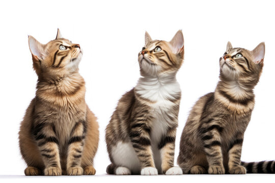 Three Tabby Cats Looking Upwards