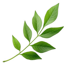 Obraz premium Fresh lettuce leave png